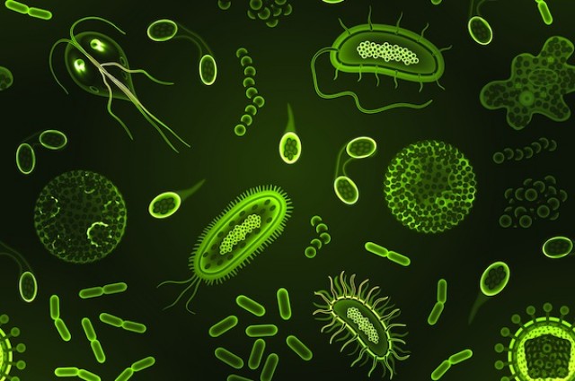 HOW IMPORTANT IS OUR MICROBIOME?