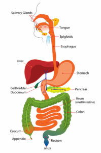 Human digestive tract