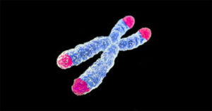 chromosomes with telomeres highlighted