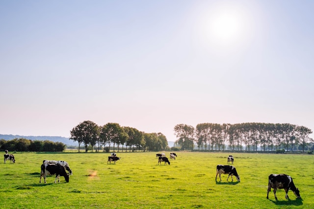 Cows in field - panorama